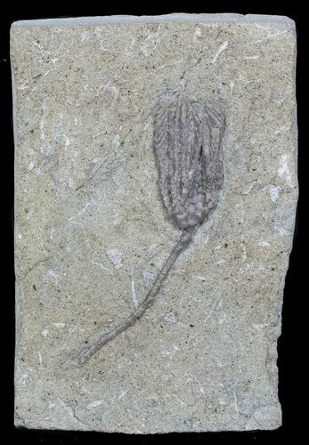 Abrotocrinus Crinoid Fossil - Adams County, Illinois #45570